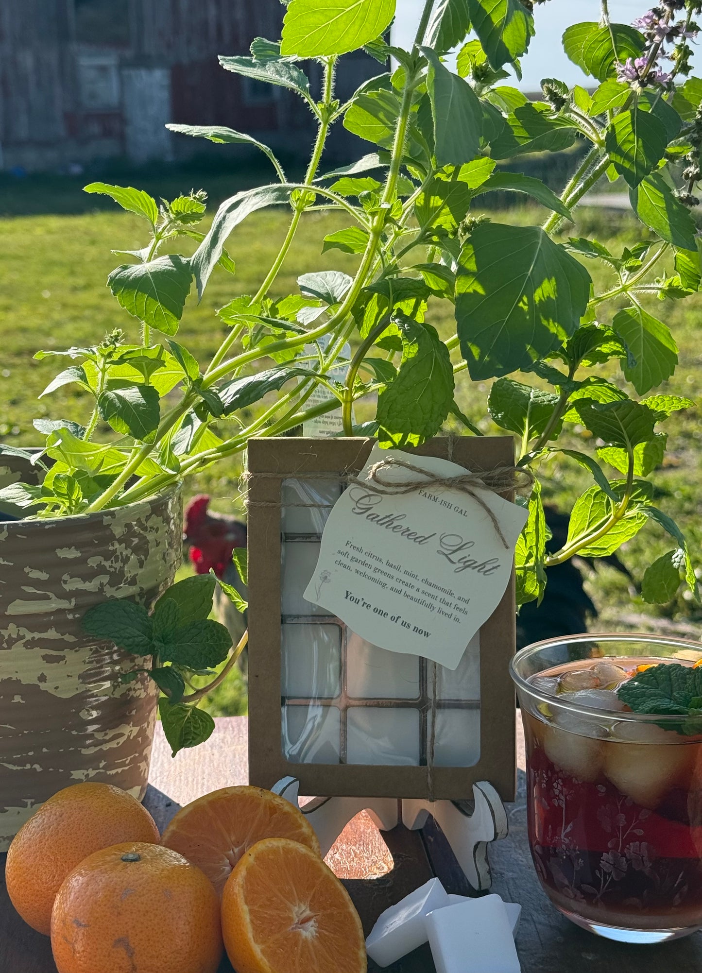 Herb plant in a pot and wax melts in Kraft paper packaging with a window and a tag that says Gathered Light and tied on the package with twine. surrounded by oranges and a glass of iced tea.