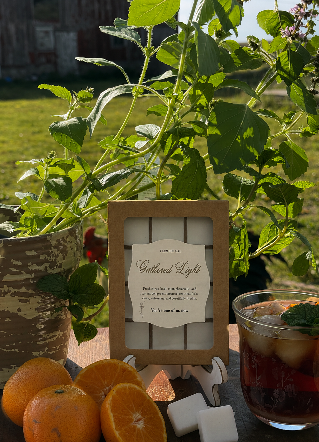 Herb plant in a pot and wax melts in Kraft paper packaging with a window and a label that says Gathered Light, surrounded by oranges and a glass of iced tea.